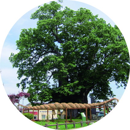 東根の大ケヤキ等環境整備事業